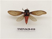 藏品(黑翅蟬)的圖片